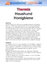 Haushund - Honigbiene.pdf